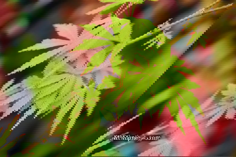 Buy Acer palmatum 'Green Twinkle' Japanese Maple — Mr Maple │ Buy