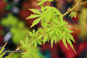 - Acer palmatum 'Green Twinkle' Japanese Maple - Mr Maple │ Buy Japanese Maple Trees