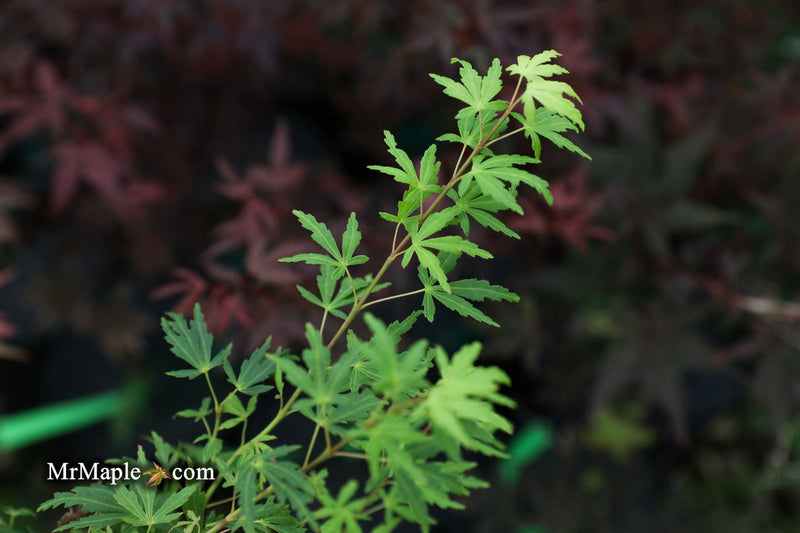 - Acer palmatum 'Green Twinkle' Japanese Maple - Mr Maple │ Buy Japanese Maple Trees