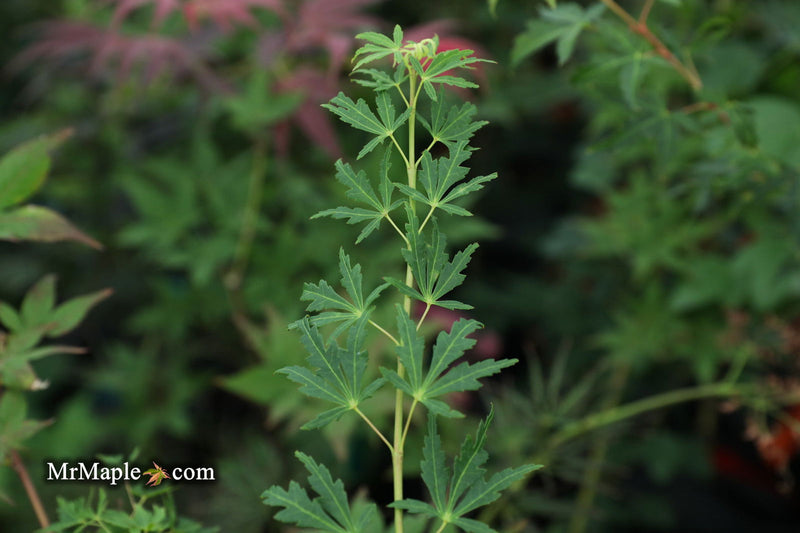 - Acer palmatum 'Green Twinkle' Japanese Maple - Mr Maple │ Buy Japanese Maple Trees