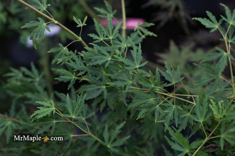 - Acer palmatum 'Green Twinkle' Japanese Maple - Mr Maple │ Buy Japanese Maple Trees