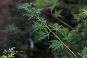- Acer palmatum 'Green Twinkle' Japanese Maple - Mr Maple │ Buy Japanese Maple Trees