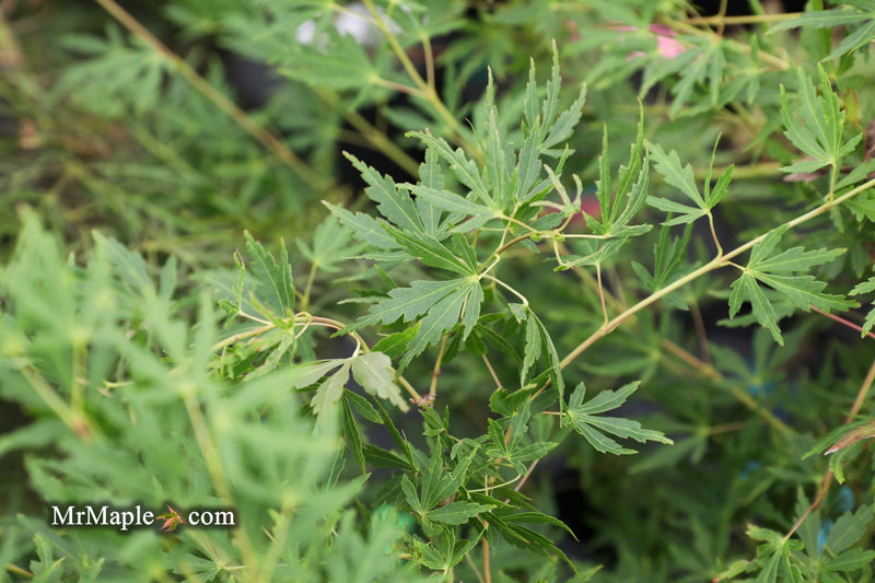 - Acer palmatum 'Green Twinkle' Japanese Maple - Mr Maple │ Buy Japanese Maple Trees