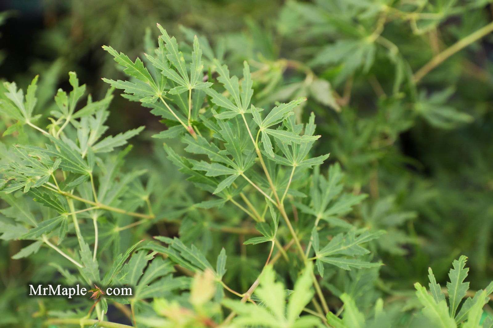 Buy Acer palmatum 'Green Twinkle' Japanese Maple — Mr Maple │ Buy