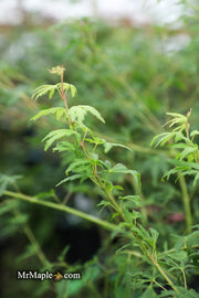- Acer palmatum 'Green Twinkle' Japanese Maple - Mr Maple │ Buy Japanese Maple Trees