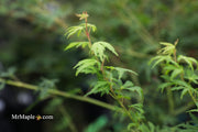 - Acer palmatum 'Green Twinkle' Japanese Maple - Mr Maple │ Buy Japanese Maple Trees