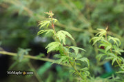 - Acer palmatum 'Green Twinkle' Japanese Maple - Mr Maple │ Buy Japanese Maple Trees