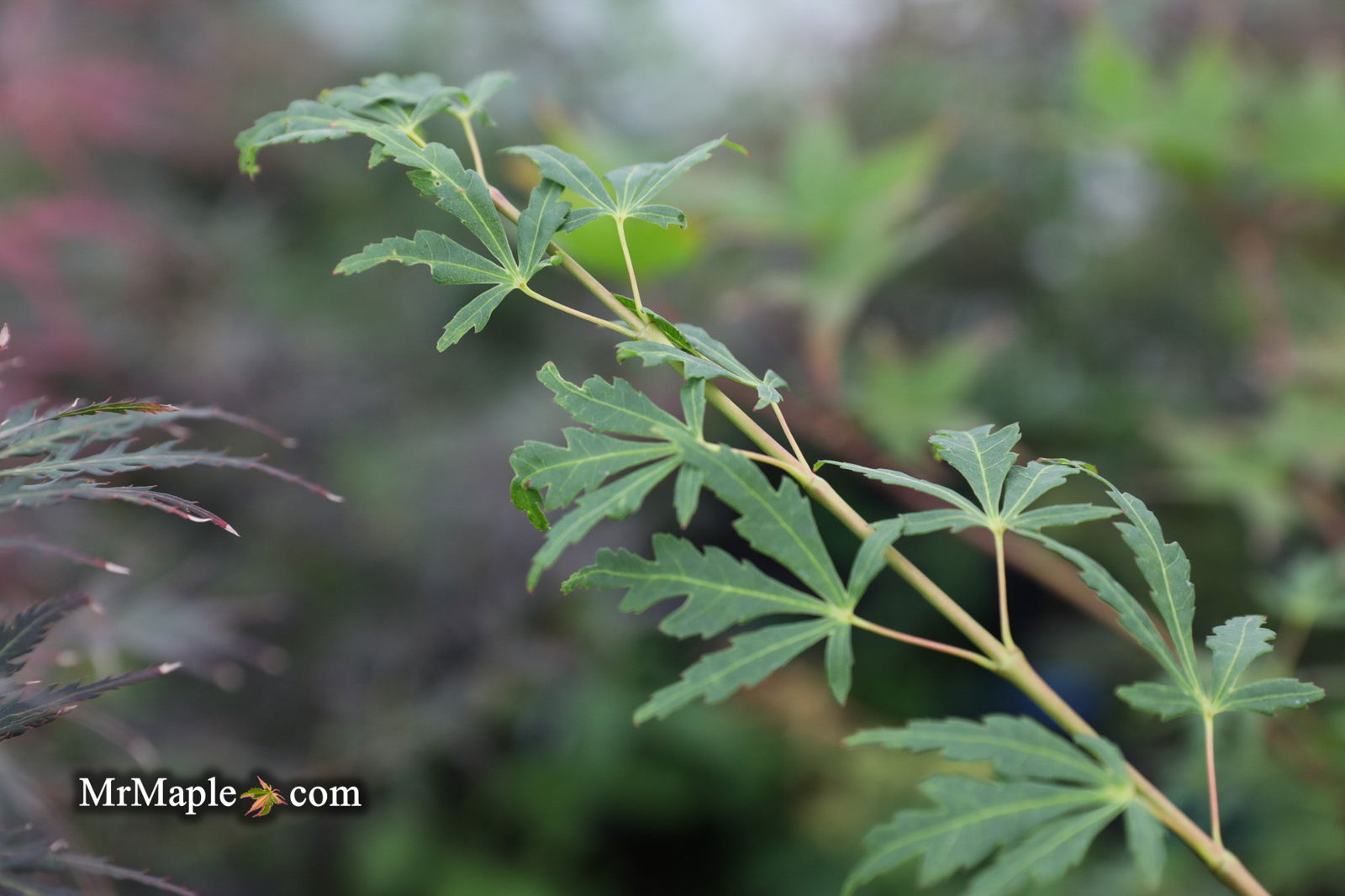 Buy Acer palmatum 'Green Twinkle' Japanese Maple — Mr Maple │ Buy