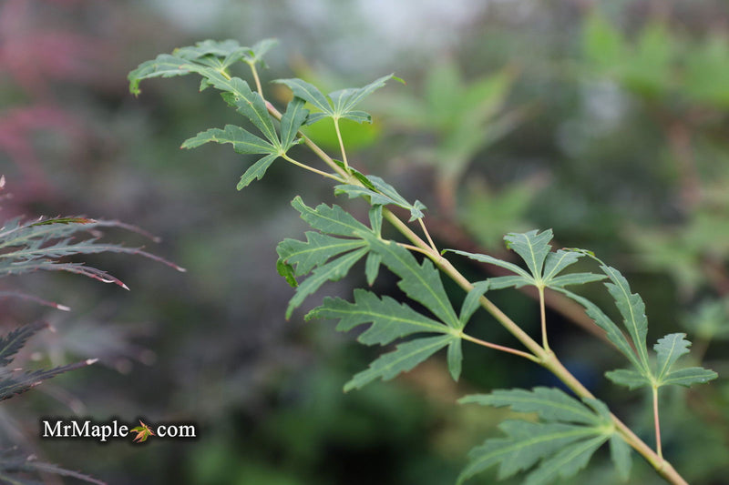 - Acer palmatum 'Green Twinkle' Japanese Maple - Mr Maple │ Buy Japanese Maple Trees