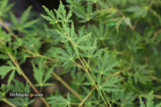 - Acer palmatum 'Green Twinkle' Japanese Maple - Mr Maple │ Buy Japanese Maple Trees