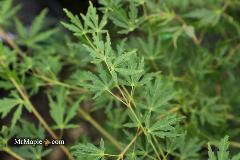 - Acer palmatum 'Green Twinkle' Japanese Maple - Mr Maple │ Buy Japanese Maple Trees