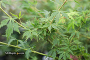 - Acer palmatum 'Green Twinkle' Japanese Maple - Mr Maple │ Buy Japanese Maple Trees