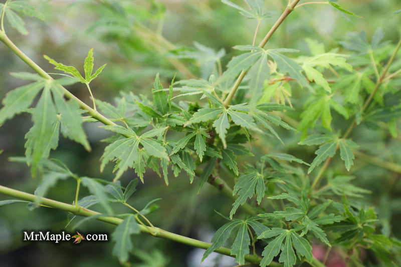 - Acer palmatum 'Green Twinkle' Japanese Maple - Mr Maple │ Buy Japanese Maple Trees