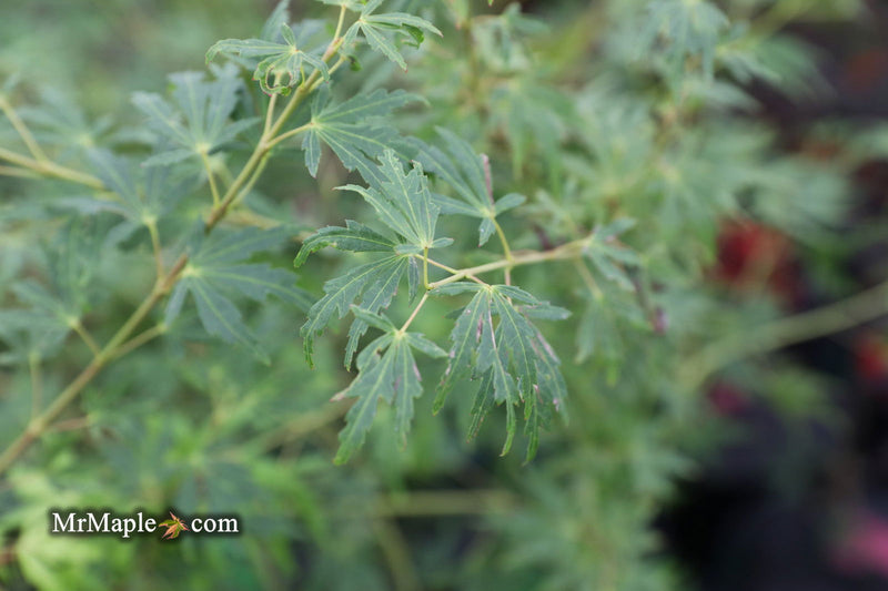 - Acer palmatum 'Green Twinkle' Japanese Maple - Mr Maple │ Buy Japanese Maple Trees