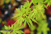 - Acer palmatum 'Green Twinkle' Japanese Maple - Mr Maple │ Buy Japanese Maple Trees