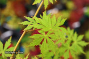 - Acer palmatum 'Green Twinkle' Japanese Maple - Mr Maple │ Buy Japanese Maple Trees
