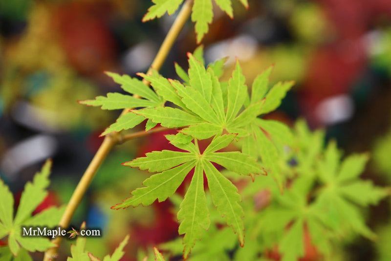 - Acer palmatum 'Green Twinkle' Japanese Maple - Mr Maple │ Buy Japanese Maple Trees