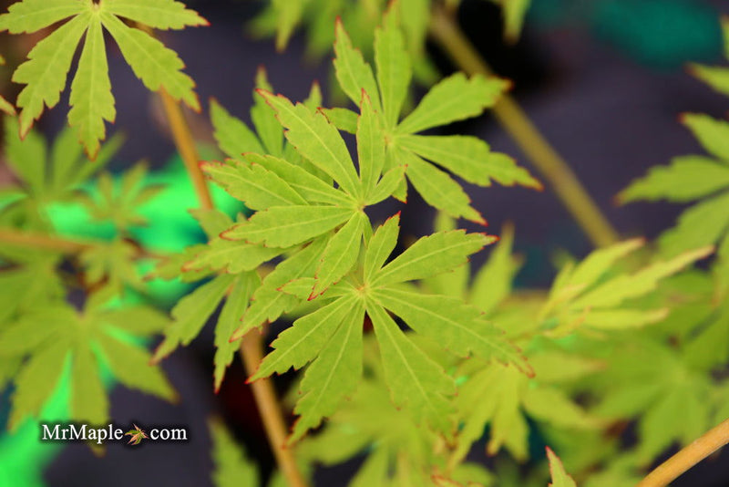 - Acer palmatum 'Green Twinkle' Japanese Maple - Mr Maple │ Buy Japanese Maple Trees