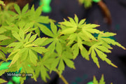 - Acer palmatum 'Green Twinkle' Japanese Maple - Mr Maple │ Buy Japanese Maple Trees