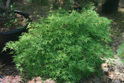 - Acer palmatum 'Groundcover' Dwarf Japanese Maple - Mr Maple │ Buy Japanese Maple Trees