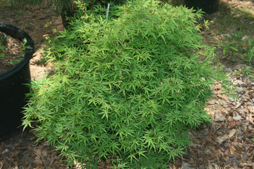 - Acer palmatum 'Groundcover' Dwarf Japanese Maple - Mr Maple │ Buy Japanese Maple Trees