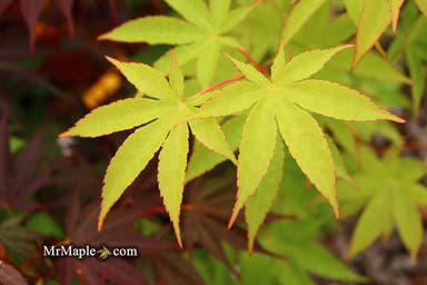 - Acer palmatum 'Gwen Reid' Japanese Maple - Mr Maple │ Buy Japanese Maple Trees