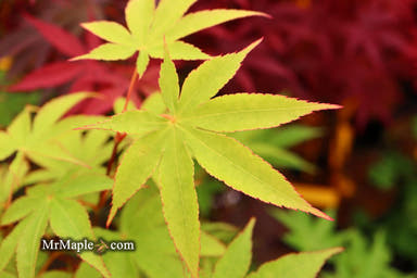 - Acer palmatum 'Gwen Reid' Japanese Maple - Mr Maple │ Buy Japanese Maple Trees