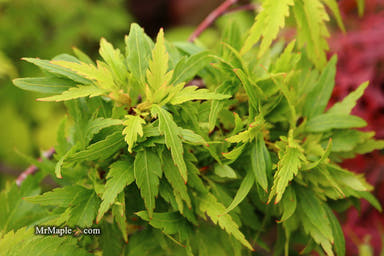 - Acer palmatum 'Hagoromo' Angel Feather Japanese Maple - Mr Maple │ Buy Japanese Maple Trees