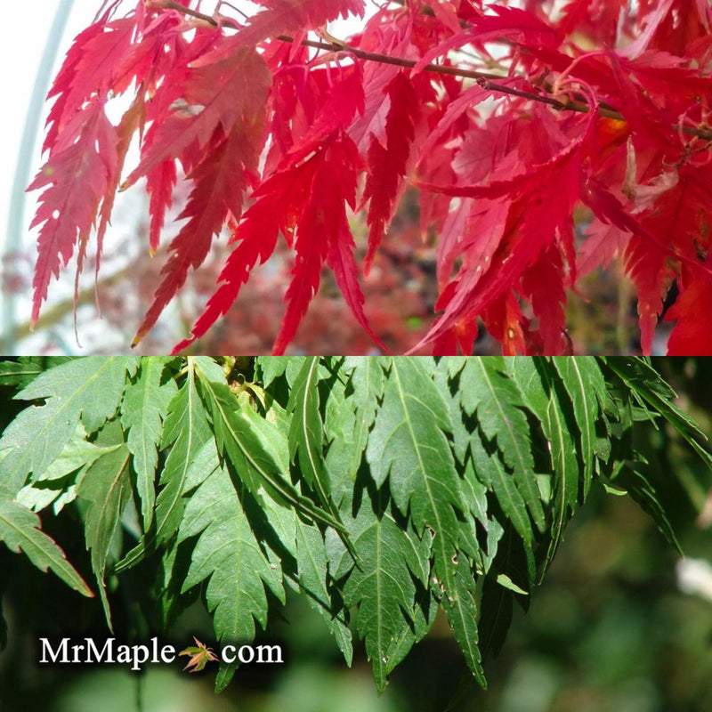 - Acer palmatum 'Hagoromo' Angel Feather Japanese Maple - Mr Maple │ Buy Japanese Maple Trees