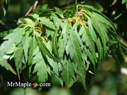- Acer palmatum 'Hagoromo' Angel Feather Japanese Maple - Mr Maple │ Buy Japanese Maple Trees