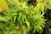 - Acer palmatum 'Hagoromo' Angel Feather Japanese Maple - Mr Maple │ Buy Japanese Maple Trees