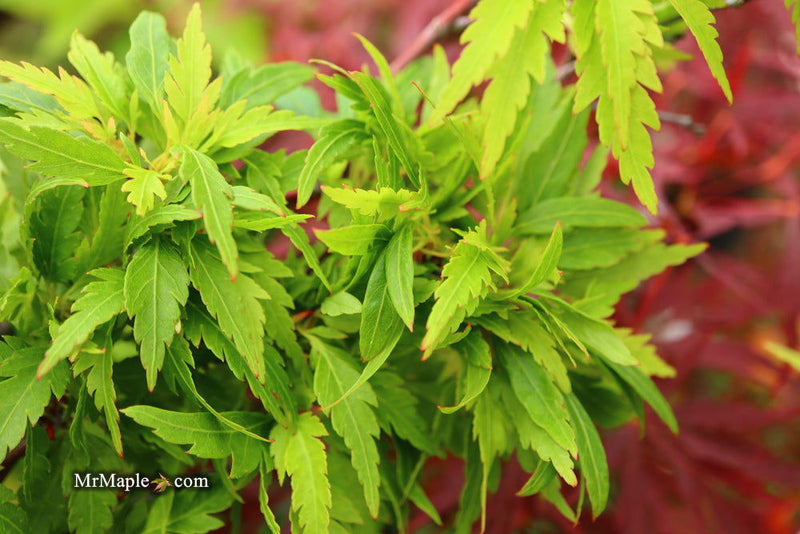 - Acer palmatum 'Hagoromo' Angel Feather Japanese Maple - Mr Maple │ Buy Japanese Maple Trees