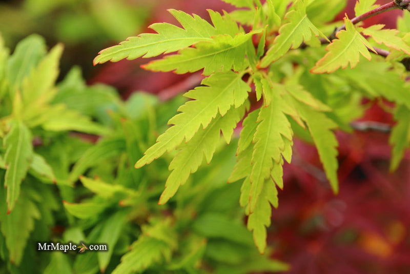 - Acer palmatum 'Hagoromo' Angel Feather Japanese Maple - Mr Maple │ Buy Japanese Maple Trees