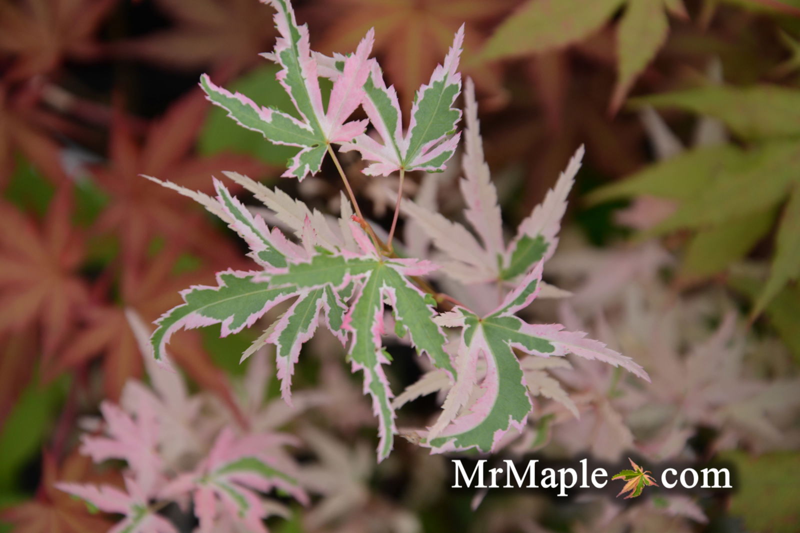 Buy Acer palmatum 'Hana fubuki' Variegated Japanese Maple — Mr