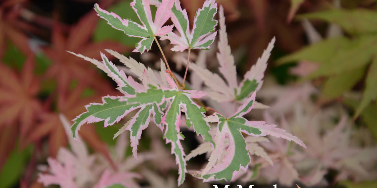 Buy Acer palmatum 'Hana fubuki' Variegated Japanese Maple — Mr
