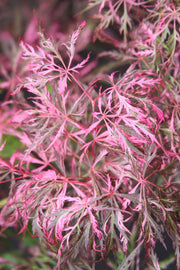 - Acer palmatum 'Hana matoi' Japanese Maple - Mr Maple │ Buy Japanese Maple Trees