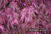 - Acer palmatum 'Hana matoi' Japanese Maple - Mr Maple │ Buy Japanese Maple Trees