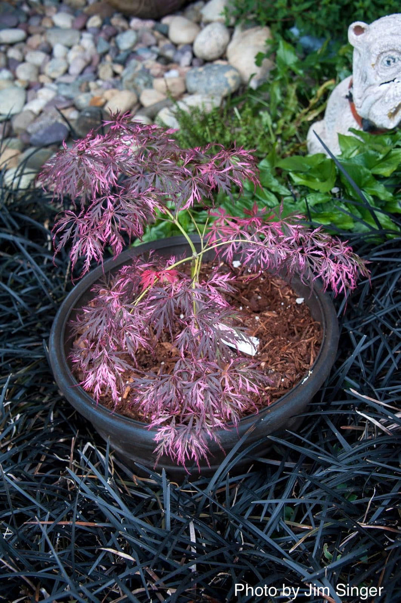 - Acer palmatum 'Hana matoi' Japanese Maple - Mr Maple │ Buy Japanese Maple Trees