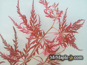 - Acer palmatum 'Hana matoi' Japanese Maple - Mr Maple │ Buy Japanese Maple Trees