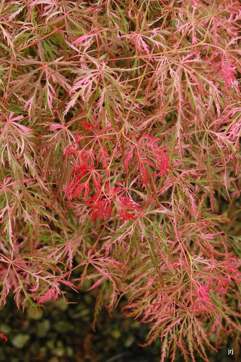 - Acer palmatum 'Hana matoi' Japanese Maple - Mr Maple │ Buy Japanese Maple Trees