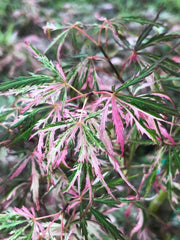 - Acer palmatum 'Hana matoi' Japanese Maple - Mr Maple │ Buy Japanese Maple Trees