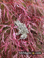 - Acer palmatum 'Hana matoi' Japanese Maple - Mr Maple │ Buy Japanese Maple Trees