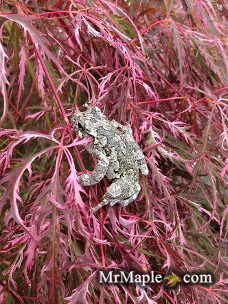 - Acer palmatum 'Hana matoi' Japanese Maple - Mr Maple │ Buy Japanese Maple Trees