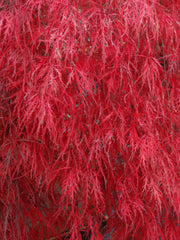 - Acer palmatum 'Hana matoi' Japanese Maple - Mr Maple │ Buy Japanese Maple Trees