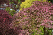 - Acer palmatum 'Hana matoi' Japanese Maple - Mr Maple │ Buy Japanese Maple Trees