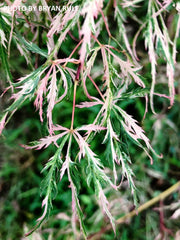 - Acer palmatum 'Hana matoi' Japanese Maple - Mr Maple │ Buy Japanese Maple Trees