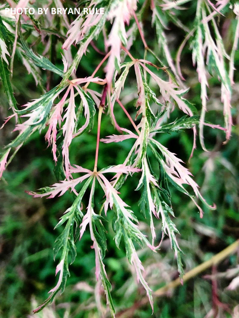 - Acer palmatum 'Hana matoi' Japanese Maple - Mr Maple │ Buy Japanese Maple Trees