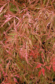 - Acer palmatum 'Hana matoi' Japanese Maple - Mr Maple │ Buy Japanese Maple Trees