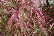 - Acer palmatum 'Hana matoi' Japanese Maple - Mr Maple │ Buy Japanese Maple Trees