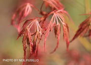 - Acer palmatum 'Hana matoi' Japanese Maple - Mr Maple │ Buy Japanese Maple Trees